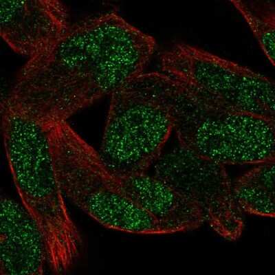 Immunocytochemistry/ Immunofluorescence: ZNF850 Antibody [NBP2-34185]