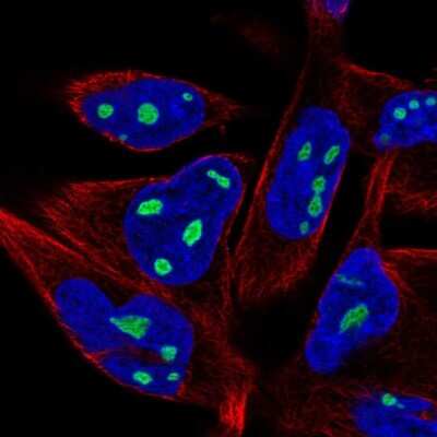 Immunocytochemistry/ Immunofluorescence: ZNF853 Antibody [NBP2-49527]