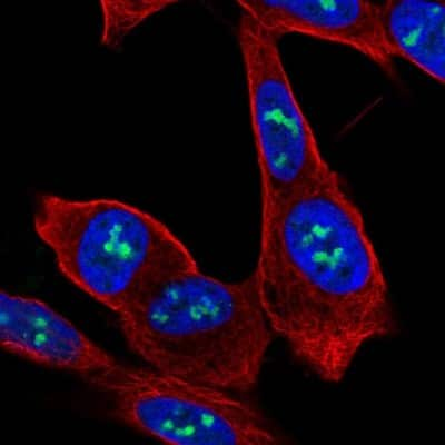 Immunocytochemistry/ Immunofluorescence: ZNF865 Antibody [NBP2-57297]