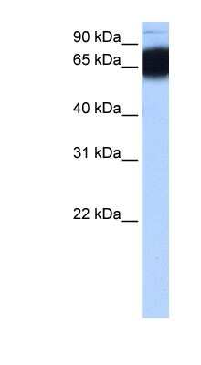 Western Blot: ZNF90 Antibody [NBP1-91427]