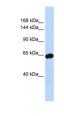 Western Blot: ZNF91 Antibody [NBP1-79226]