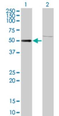 Western Blot: ZNF92 Antibody (1F2) [H00168374-M01]