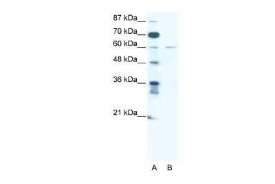 Western Blot: ZNF92 Antibody [NBP2-82385]