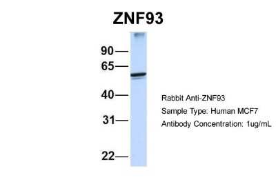 Western Blot: ZNF93 Antibody [NBP1-79260]