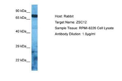 Western Blot: ZNF96 Antibody [NBP2-86562]