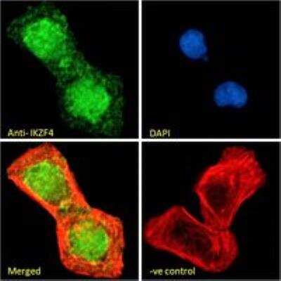 Immunocytochemistry/ Immunofluorescence: ZNFN1A4 Antibody [NBP3-12160]