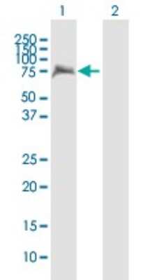 Western Blot: ZNFN1A4 Antibody [H00064375-B01P]