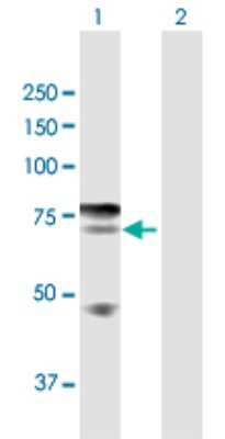 Western Blot: ZNFN1A4 Antibody [H00064375-D01P]