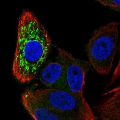 Immunocytochemistry/ Immunofluorescence: ZNFX1 Antibody [NBP2-13602]