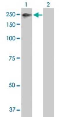 Western Blot: ZNFX1 Antibody [H00057169-B01P]