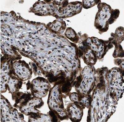 Immunohistochemistry-Paraffin: ZNHIT1 Antibody [NBP1-85673]