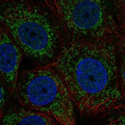 Immunocytochemistry/ Immunofluorescence: ZNHIT3 Antibody [NBP2-57131]