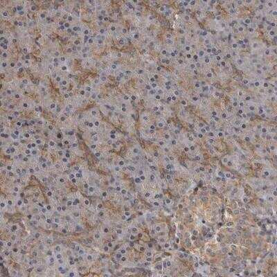 Immunohistochemistry-Paraffin: ZNRF1 Antibody [NBP1-84196]