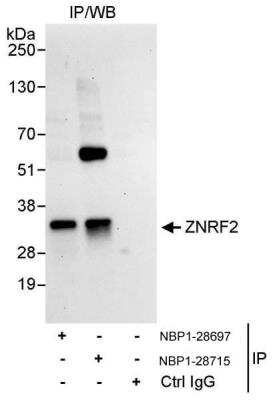 Immunoprecipitation: ZNRF2 Antibody [NBP1-28697]