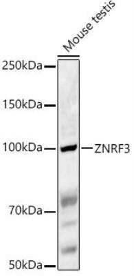 Western Blot: ZNRF3 AntibodyAzide and BSA Free [NBP3-03924]