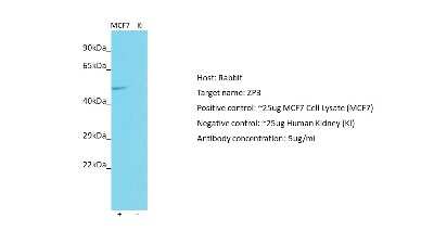 Western Blot: ZP3 Antibody [NBP2-86566]