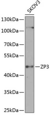 Western Blot: ZP3 AntibodyBSA Free [NBP2-94555]