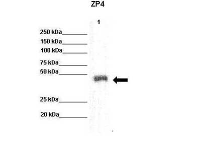 Western Blot: ZP4 Antibody [NBP1-62315]