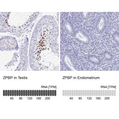 Immunohistochemistry-Paraffin: ZPBP Antibody [NBP2-31726]