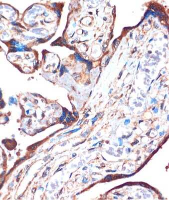Immunohistochemistry-Paraffin: ZPBP Antibody - Azide and BSA Free [NBP2-93039]