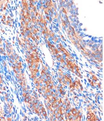 Immunohistochemistry-Paraffin: ZPBP Antibody - Azide and BSA Free [NBP2-93039]