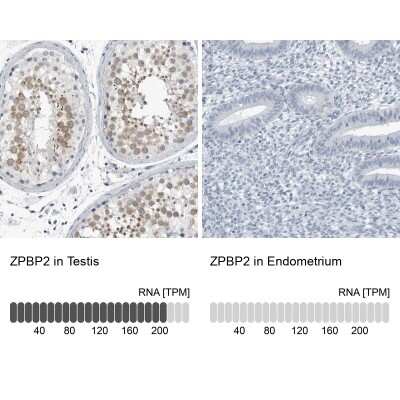 Immunohistochemistry-Paraffin: ZPBP2 Antibody [NBP1-82689]