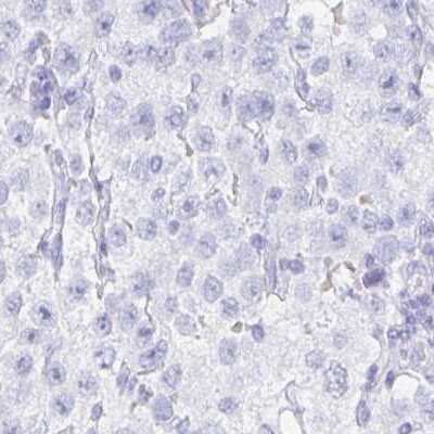 Immunohistochemistry-Paraffin: ZPBP2 Antibody [NBP2-33671]