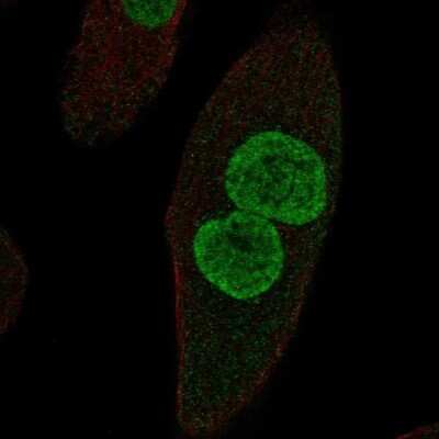 Immunocytochemistry/ Immunofluorescence: ZPLD1 Antibody [NBP2-69042]