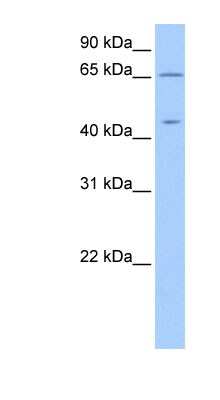 Western Blot: ZPLD1 Antibody [NBP1-62724]