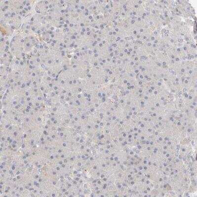 Immunohistochemistry-Paraffin: ZRANB1/Trabid Antibody [NBP1-86916]
