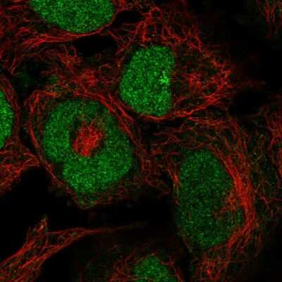 Immunocytochemistry/ Immunofluorescence: ZRANB2 Antibody [NBP2-56807]