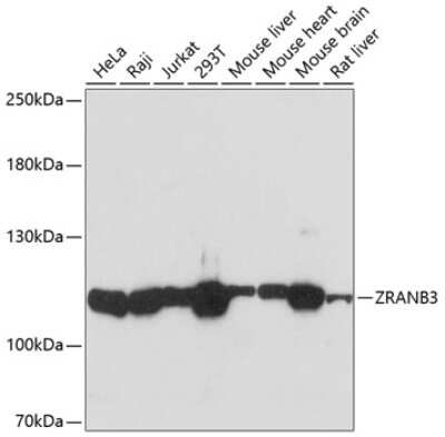 Western Blot: ZRANB3 AntibodyAzide and BSA Free [NBP2-93301]