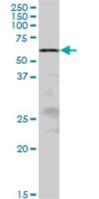 Western Blot: ZRSR2 Antibody [H00008233-B01P]