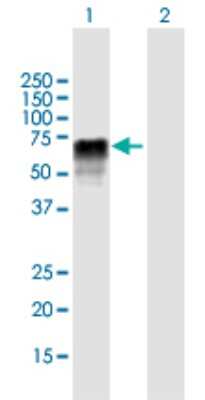Western Blot: ZRSR2 Antibody [H00008233-B01P]