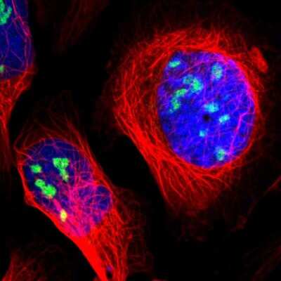 Immunocytochemistry/ Immunofluorescence: ZSCAN1 Antibody [NBP1-81978]