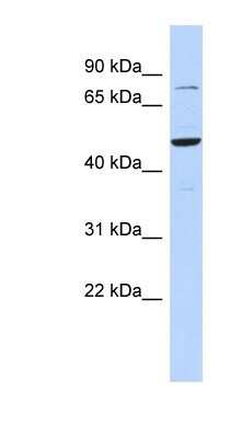 Western Blot: ZSCAN1 Antibody [NBP1-80437]