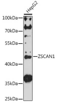 Western Blot: ZSCAN1 AntibodyAzide and BSA Free [NBP2-94744]