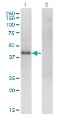 Western Blot: ZSCAN16 Antibody (4A9) [H00080345-M01]