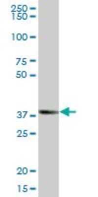 Western Blot: ZSCAN16 Antibody [H00080345-B01P]