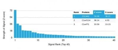 Protein Array: ZSCAN2 Antibody (PCRP-ZSCAN2-1F8)Azide and BSA Free [NBP3-14151]