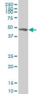 Western Blot: ZSCAN21/ZFP38 Antibody (4B3) [H00007589-M09]