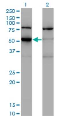 Western Blot: ZSCAN21/ZFP38 Antibody (4B3) [H00007589-M09]