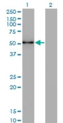 Western Blot: ZSCAN21/ZFP38 Antibody (4F10) [H00007589-M16]