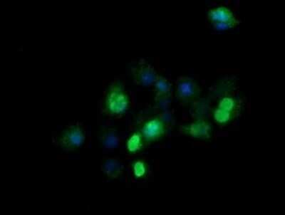 Immunofluorescence: ZSCAN21/ZFP38 Antibody (OTI2E5) [NBP2-45443]