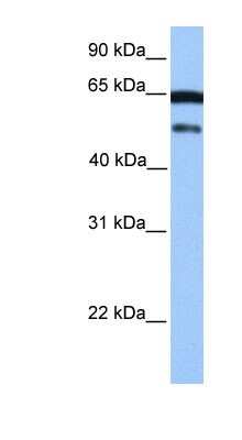 Western Blot: ZSCAN5B Antibody [NBP1-91411]