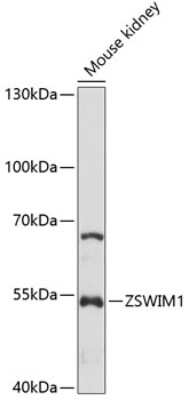 Western Blot: ZSWIM1 AntibodyAzide and BSA Free [NBP2-94091]