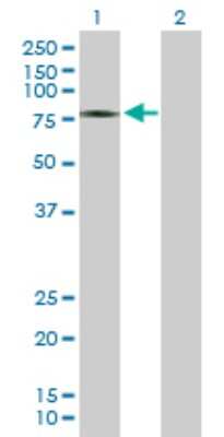 Western Blot: ZSWIM2 Antibody [H00151112-B01P]