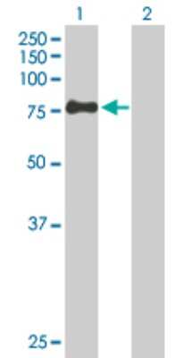 Western Blot: ZSWIM2 Antibody [H00151112-B02P]