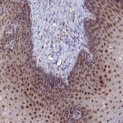 Immunohistochemistry-Paraffin: ZUFSP Antibody [NBP1-92646]