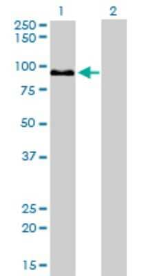 Western Blot: ZW10 Antibody (2E5) [H00009183-M05]